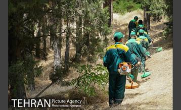علف زنی بوستانهای تهران برای مقابله با آتش سوزی 18