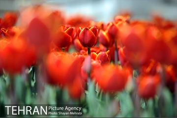 رویش گل های لاله در بوستان گفتگو 13