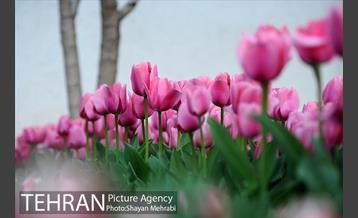 پیاده راه لاله مادران 43