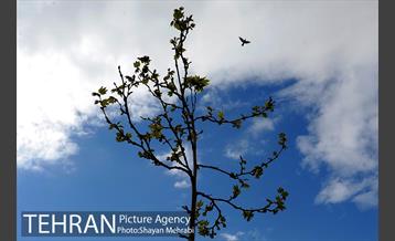 هوای پاک این روزهای تهران 42