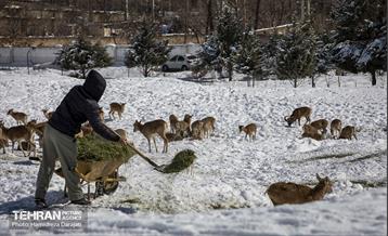 حیات وحش تهران  13