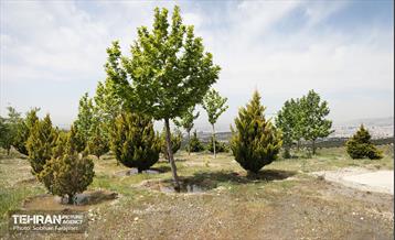 بازدید اصحاب رسانه از کمربند سبز 11