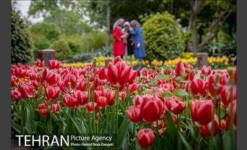 لاله های باغ ایرانی 11