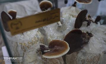 نمایشگاه بزرگ توانمندی ها جهاد دانشگاهی 11