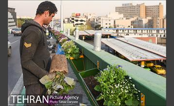 گل آرایی پل سیدخندان 4