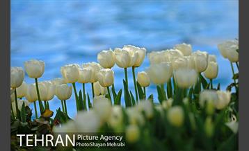رویش گل های لاله در پارک شهر 24