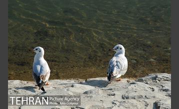 پاییز دریاچه شهدای خلیج فارس 6