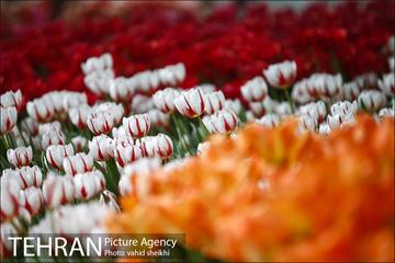 پیاده راه لاله برای مادران 10