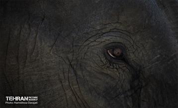 «مایسا» یکساله شد 16