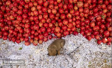 یـاقوت سرخ  15