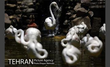 باغ پرندگان 33