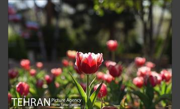 باغ موزه قصر 45