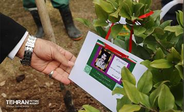 غرس ۱۱۰۰ نهال در منطقه ۱۱ 2