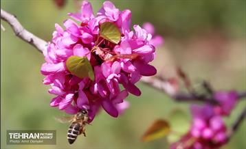 بهار ارغوانی 22