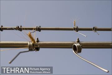 برداشت گندم در مزارع جنوب تهران‎ 12