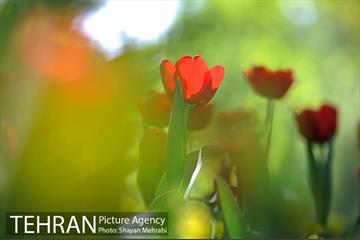 رویش گل های لاله در بوستان لاله 26