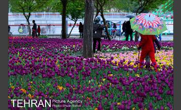 جشنواره لاله‌ها در بوستان زندگی محله هرندی 15