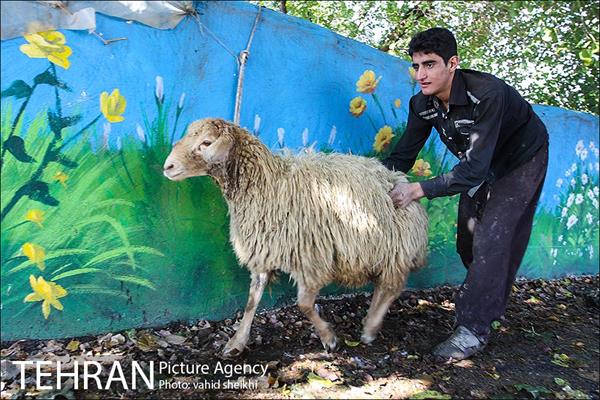 بازار فروش دام در محله طرشت به مناسبت عید قربان 6