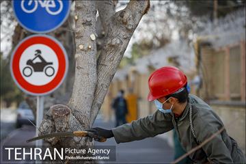 آغاز فصل هرس درختان- 3