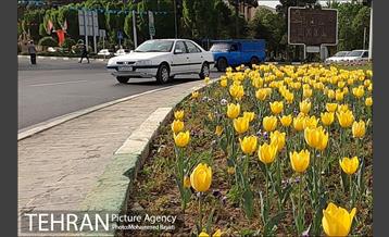 لاله آرایی در منطقه 20