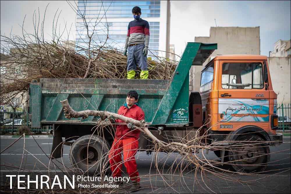 آغاز فصل هرس درختان 22