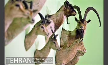 موزه حیات وحش هفت چنار 5