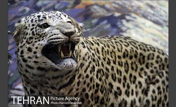 موزه آثار طبیعی و حیات وحش هفت چنار 7