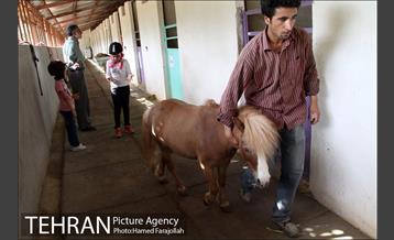 سوارکاری ورزشی برای کودکان‎ 16