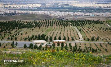تفرجگاه نرجس خاتون / علی سلیمی