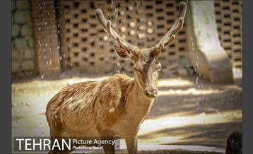 زندگی در قفس 14