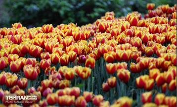 لاله‌ها میهمان باغ ایرانی 29