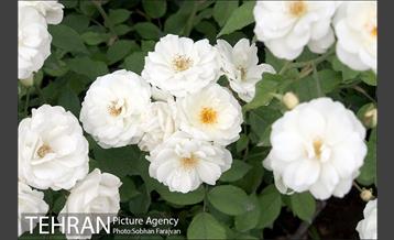 میدان بهارستان 12