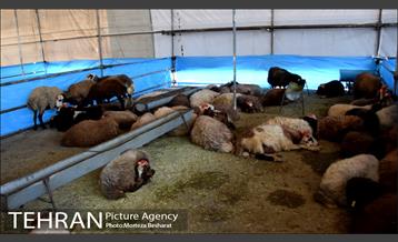 آماده سازی قربانگاه منطقه ۲۰ ( شهرری )  8