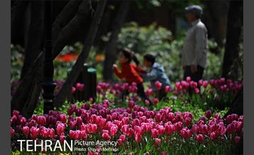 رویش گل های لاله در باغ ایرانی 26