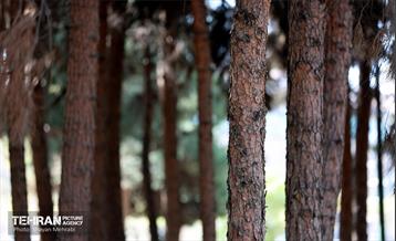 بازدید اصحاب رسانه از روند انجام عملیات احیای چیتگر 60