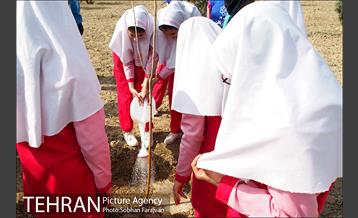 کاشت نهال در بوستان ولایت  26