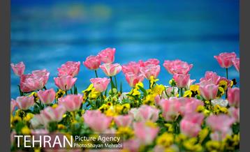 رویش گل لاله در پارک شهر 10