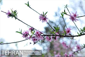 شکوفه های بهاری در پایتخت 8