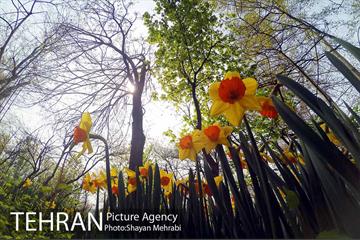 رویش گل های لاله در باغ ایرانی 42