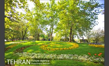 رویش گل های لاله در بوستان ملت 34