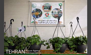 طرح گلماند در منطقه 18