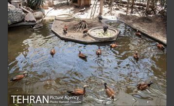 باغ پرندگان تهران 12