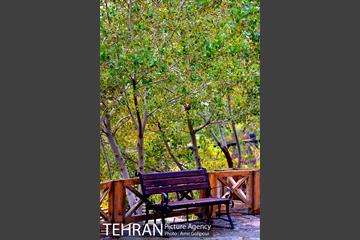 پاییز رنگ به رنگ در بوستان کوهستانی آبشار تهران‎ 17