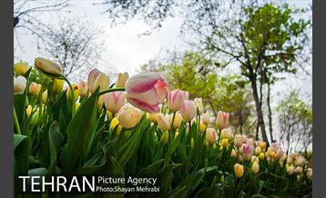 روش گل های لاله در باغ ایرانی 13