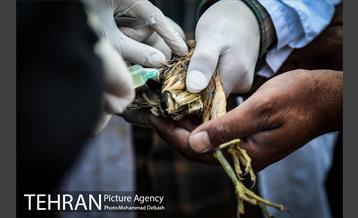 آزادسازی پرندگان و جمع آوری زباله در پارک جنگلی خجیر 11