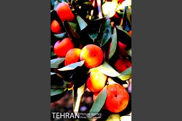 گذری در کوچه پس کوچه های محله کن‎ 19