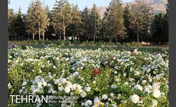 باغ راز هستی 9