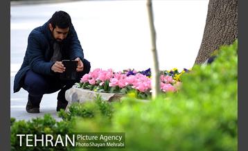 رویش گل های لاله در پارک شهر 43