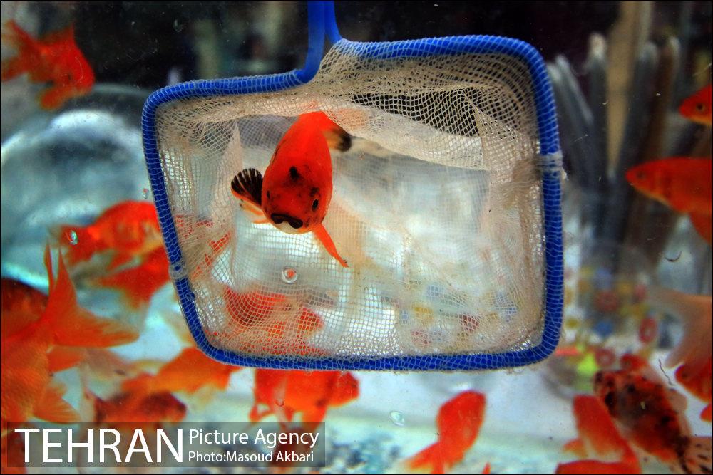 بازار امام زاده حسن در آستانه عید نوروز 1