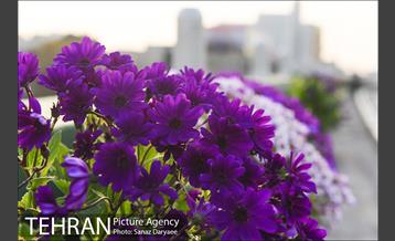 گل آرایی پل سیدخندان 6